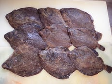 サメガレイ　未利用魚