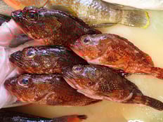 ウッカリカサゴ　寿司　出前