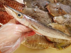 カマス　五島列島の魚　未利用魚