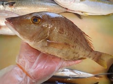 フエフキダイ　五島列島の魚　未利用魚