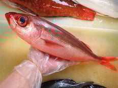 ハチビキ　五島列島の魚　未利用魚