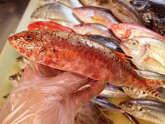 ヒメジ　五島列島の魚　未利用魚