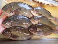 メジナ　五島列島の魚　未利用魚