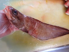 イタチウオ　五島列島の魚　未利用魚