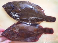 マツカワガレイ　未利用魚