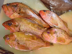 ヤナギノマイ　羅臼　未利用魚