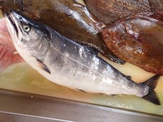 サクラマス　未利用魚