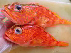 アヤメカサゴ　五島列島の魚　未利用魚