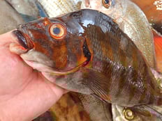 タカノハダイ　土佐清水の魚　未利用魚