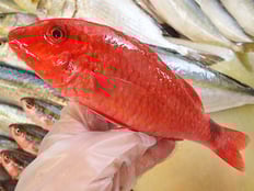 ホウライヒメジ　五島列島の魚　未利用魚