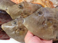 カワハギ　土佐清水の魚　未利用魚