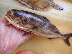 アイブリ　五島列島の魚　未利用魚