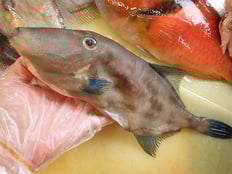 ウマヅラハギ　五島列島の魚　未利用魚