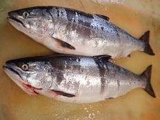 サクラマス　未利用魚