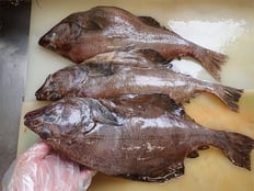 アブラガレイ　未利用魚