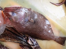 カラスガレイ　未利用魚