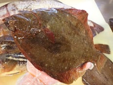 ツノガレイ　未利用魚