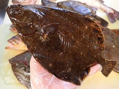 ヌマガレイ　未利用魚