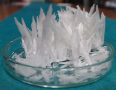 Hochgewachsene Kristalle der Bernsteinsäure in einer Petrischale.