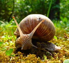 Weinbergschnecke