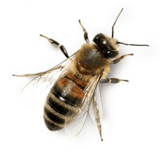 abeille  image  transparent insectes png pour illustration ecole montessori