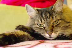 Katharina Wanha Psychologische Beratung Telepathische Tierkommunikation Mental Intuitionstraining Aufstellung Klangschale Rückführung Therapeutic Touch Farblichtbehandlung Tier Mensch Katze Hund Lebenssituationen medition Wien Burgenland