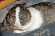 Katharina Wanha Psychologische Beratung Telepathische Tierkommunikation Mental Intuitionstraining Aufstellung Klangschale Rückführung Therapeutic Touch Farblichtbehandlung Tier Mensch Katze Hund Lebenssituationen medition Wien Burgenland