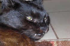 Katharina Wanha Psychologische Beratung Telepathische Tierkommunikation Mental Intuitionstraining Aufstellung Klangschale Rückführung Therapeutic Touch Farblichtbehandlung Tier Mensch Katze Hund Lebenssituationen medition Wien Burgenland