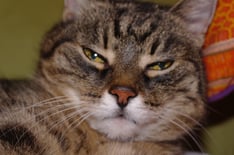 Katharina Wanha Psychologische Beratung Telepathische Tierkommunikation Mental Intuitionstraining Aufstellung Klangschale Rückführung Therapeutic Touch Farblichtbehandlung Tier Mensch Katze Hund Lebenssituationen medition Wien Burgenland