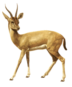 Image animaux detourée transparent sur fond blanc springbok png