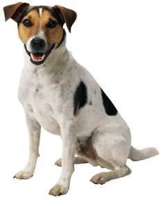 Image animaux detourée transparent sur fond blanc fiche chien jack russel terrier png