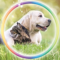 Tiergesundheit - Physio, Osteo und Naturheilkunde