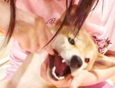 当日は歯磨きのデモンストレーションで講師の愛犬柴犬の女のコ・スミレちゃんの歯磨きをご覧いただきます。