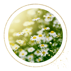 Die Phytotherapie umschreibt die Pflanzenheilkunde. Die therapeutische Wirkung ist von vielen Pflanzen evidenzbasiert. Menopause oder auch Harnwegsinfekte lassen sich so gut heilen.