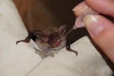 Foto: NABU-Vogelschutzzentrum