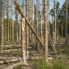 Ist der Borkenkäfer schon weg, belassen wir einzelne Bäume oder Baumgruppen als stehendes Totholz. Foto: Ralph Sturm