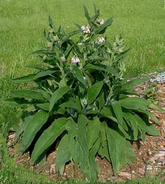 the comfrey plant