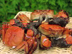 調理例　茹でカニ