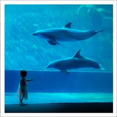 Collezione "Acquario" fotografie di Erminio Vanzan