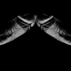 "Reverendum" di Sara Franci