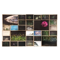 Parmaea Armonia di Paola Rizzi