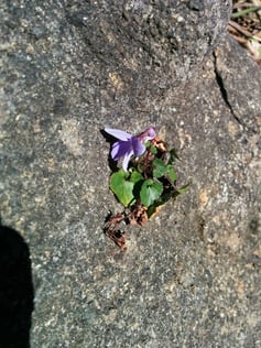 岩に咲くすみれ
