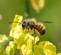 © Ursula Goenner | naturgucker.de
