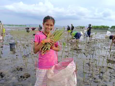 マングローブの苗木と2024年6月
