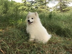 Spitz Japonais  Elevage Des Blancs Flocons