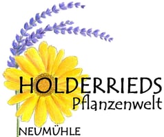 holderriedspflanzenwelt Webseite!