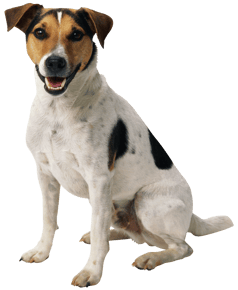 Image animaux detourée transparent sur fond blanc chien jack russel png