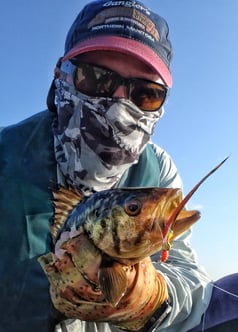 Calico Bass from San Diego Bay.