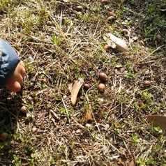 どんぐりちゃん♪