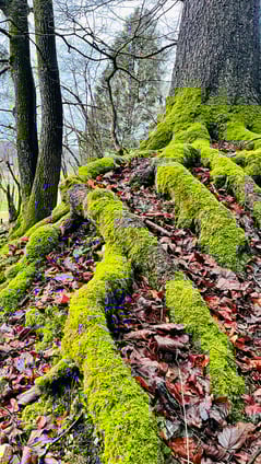 ... Januar doch sein kann (CH/SO/Seewen)